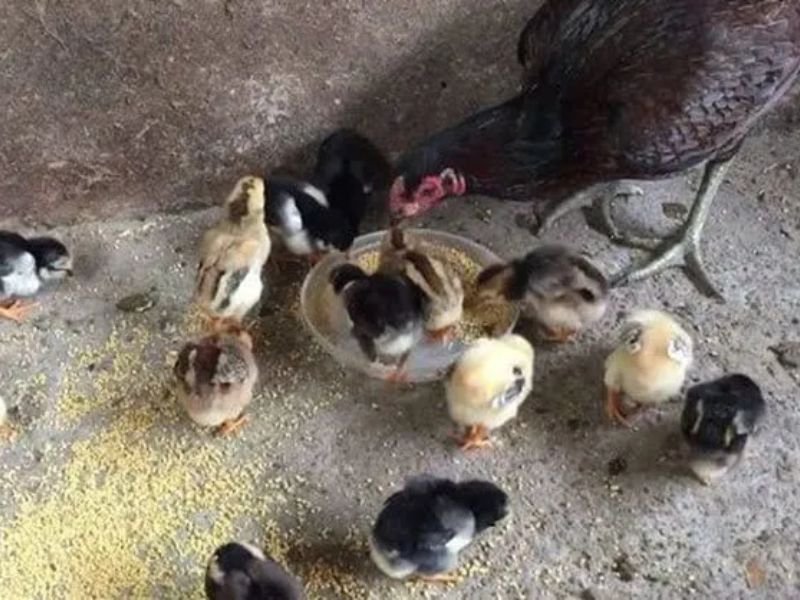 Giống là yếu tố quyết định phát triển của gà chọi