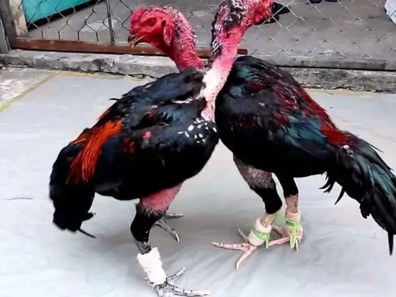 Dinh dưỡng là cách nuôi gà chọi con nhanh lớn hiệu quả