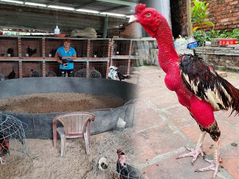 Sư kê cần phòng bệnh cho vật nuôi