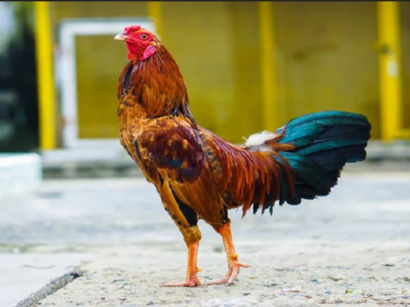 Thức ăn nhiều dưỡng chất giúp gà phát triển thể trạng 