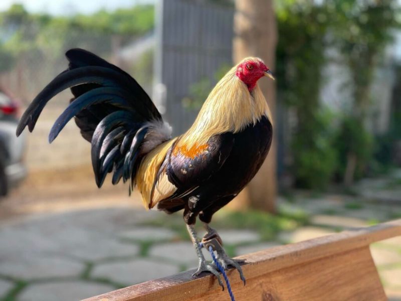 Thực hiện chế độ rèn luyện thường xuyên cho gà 