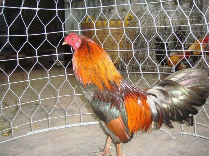 Lưu ý thực hiện om bóp để cải thiện sức khỏe của gà 