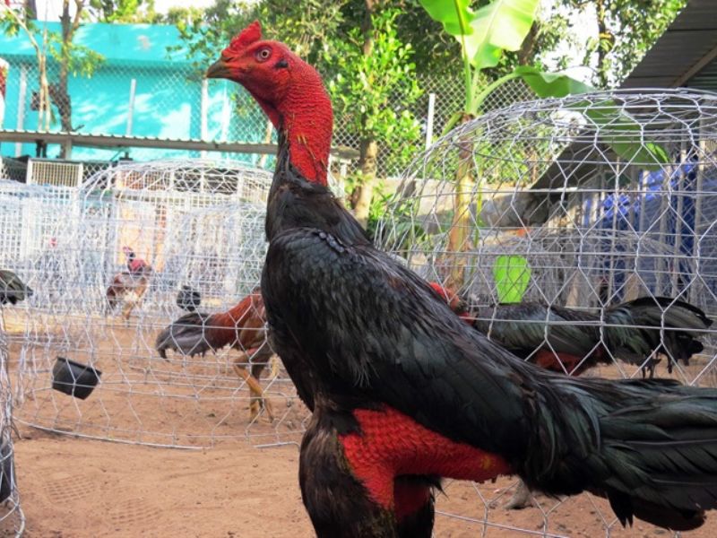 Cắt tỉa lông gà chọi đẹp tạo nên ngoại hình hùng dũng cho chiến kê