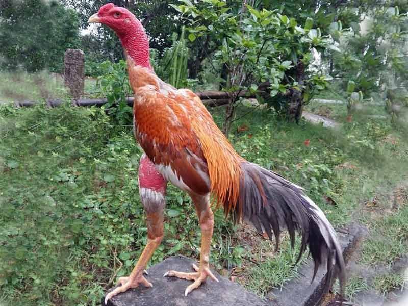 Cắt lông gà theo từng phần để giúp chiến kê thêm đẹp và an toàn hơn