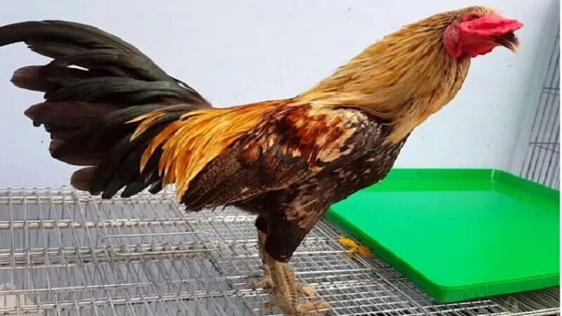 Tìm hiểu về màu mạng trong cá cược đá gà