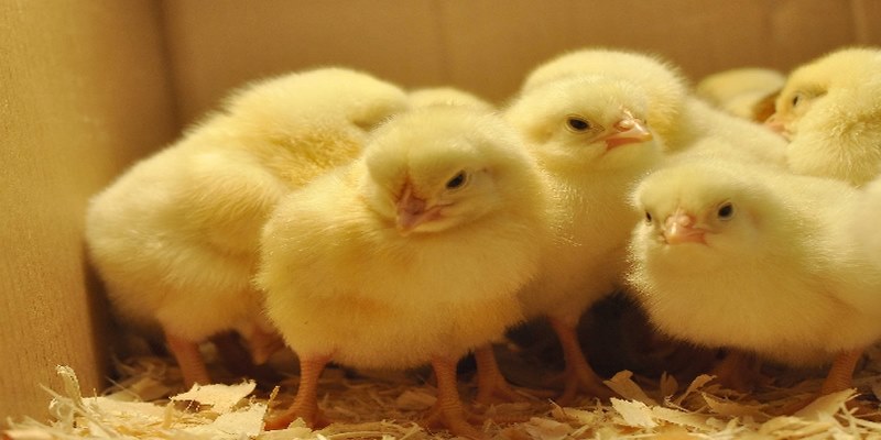 Biểu hiện và nguyên nhân gây ra bệnh bạch lỵ ở gà