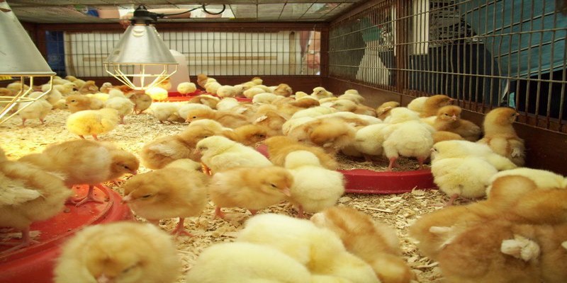 Triệu chứng ở gà khi mắc bệnh bạch lỵ