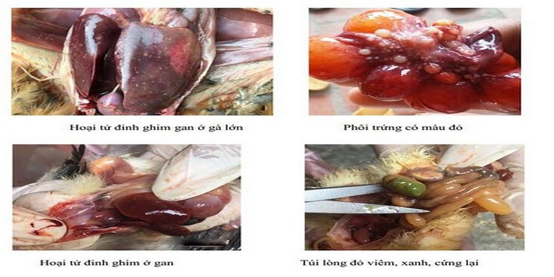 Bệnh tích xuất hiện ở gà nhiễm virus Salmonella Pullorum