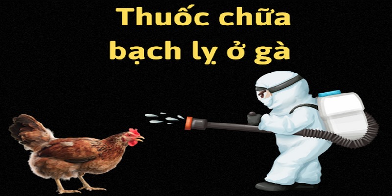 Phương pháp điều trị cho gà nhiễm bệnh bạch lỵ