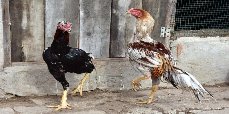 Lai tạo để có được bộ gen đồng hợp cho hệ gà con sau