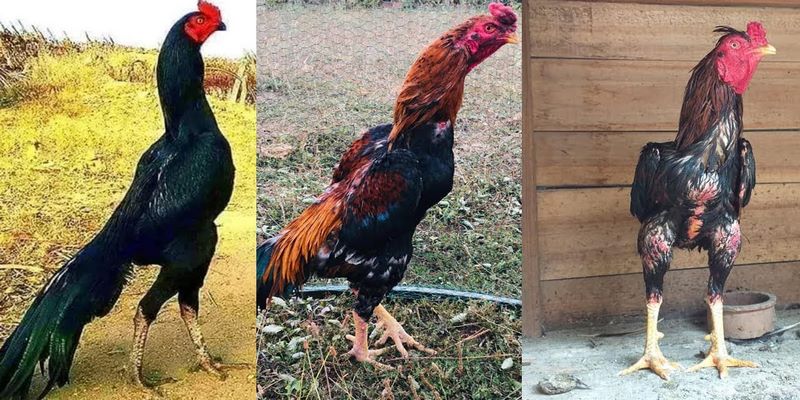 Lai xa là quá trình phối giống giữa 2 loại gà đá không cùng huyết thống với nhau