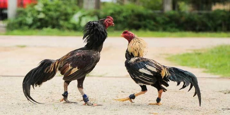 Nước đóng vai trò quan trọng trong quá trình chăm sóc, nuôi dưỡng gà chọi