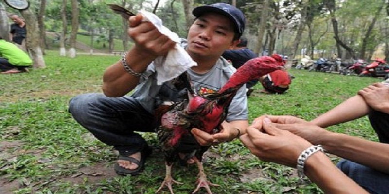 Làm nước gà chọi sau khi kết thúc trận đấu