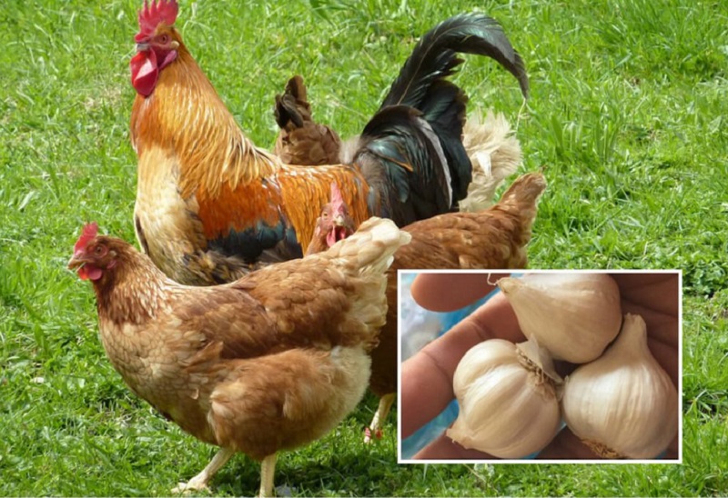 Chăm gà đá bằng tỏi hiệu quả