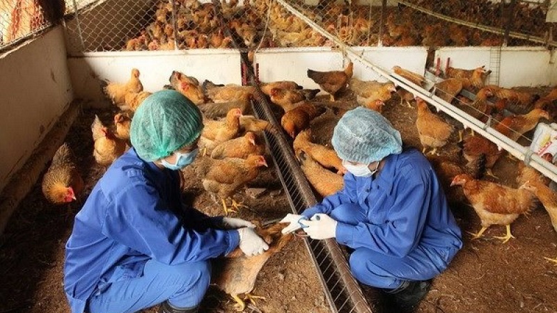 Các lưu ý trong quá trình chăn nuôi gà bằng thuốc