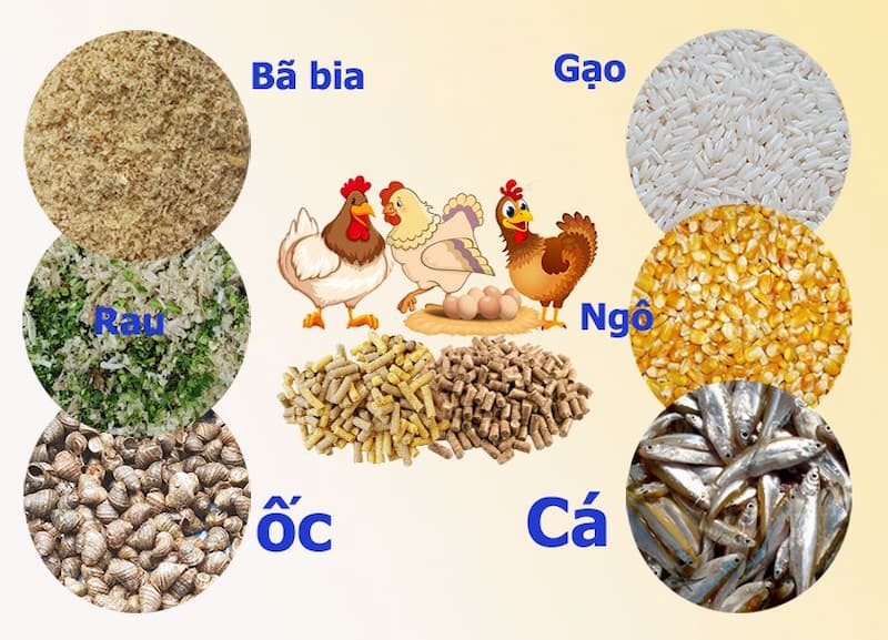 Cho gà nghỉ ngơi và bồi bổ dinh dưỡng sau thi đấu