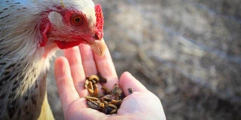 Bổ sung lượng thức ăn phù hợp theo thể trạng của gà