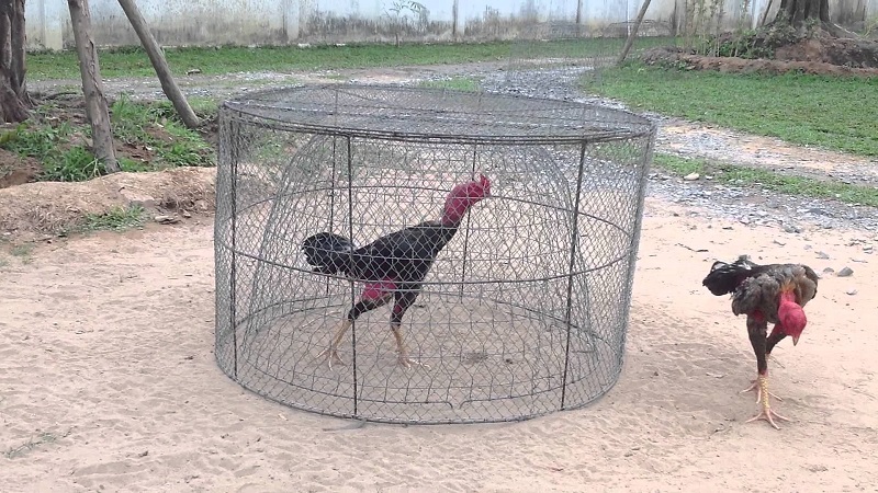 Rèn luyện bài tập giúp gà tăng cường sức khỏe