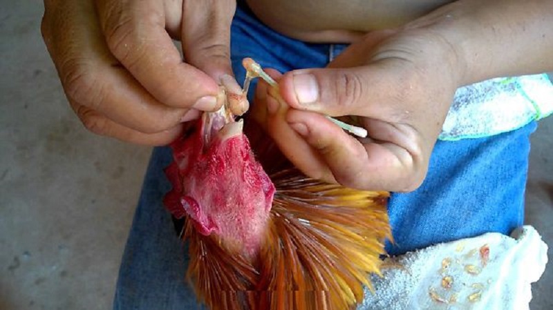 Chăm sóc sức khỏe cho gà chọi sau khi thi đấu