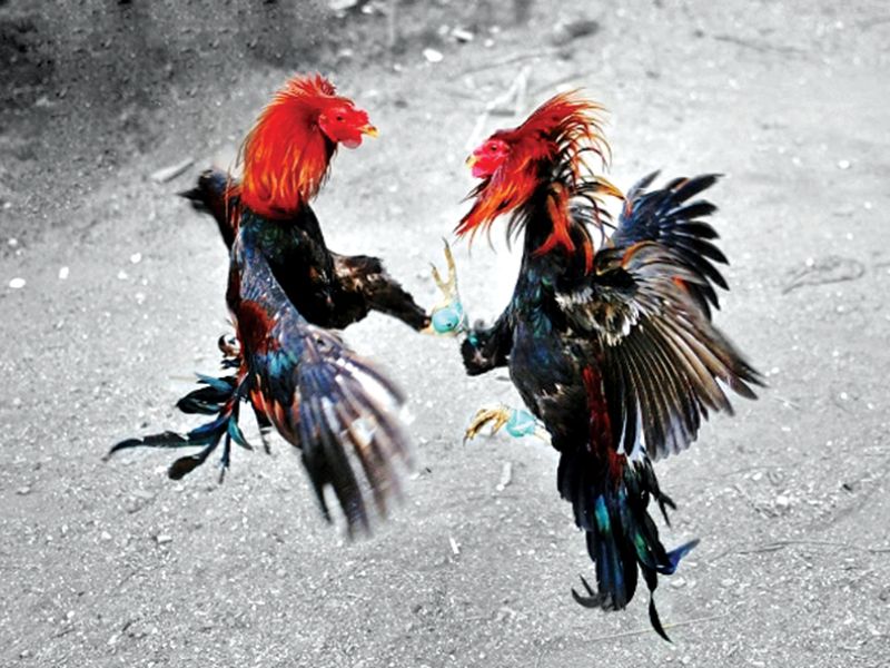 Cách vần gà chọi chiến giúp tăng cơ hội chiến thắng cho sư kê