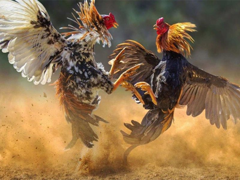 Vảy gà là đặc điểm giúp bạn chọn gà tốt, gà xấu 