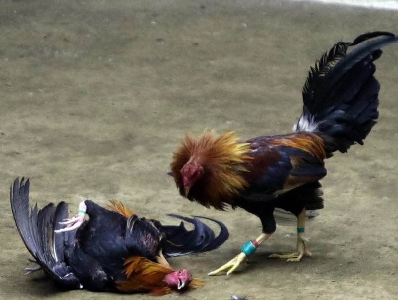 Đá gà Mỹ là gì?