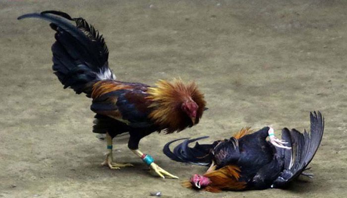 Đá gà trực tuyến mang tới cơ hội giải trí thú vị