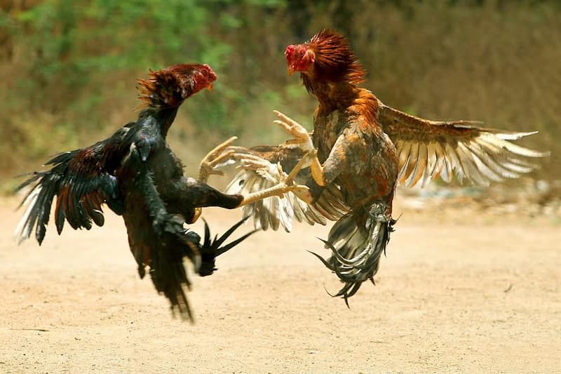 Một số thế đá gà hay và hiểm hóc