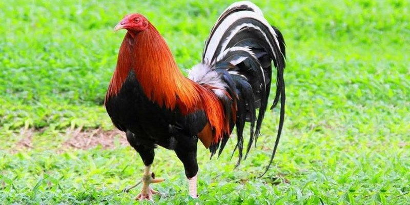 Giống gà Mỹ Rặc trở thành gà chiến đáng gờm nhất trên mọi mặt trận