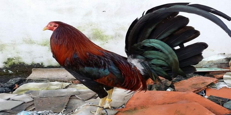 Người nuôi gà chiến nên kết hợp với việc luyện tập để nâng cao thể trạng 