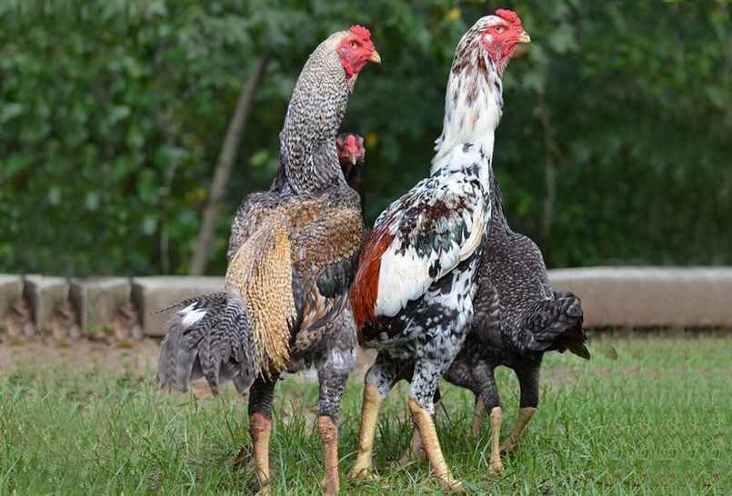 Biết cách nhìn tướng gà chuẩn nhất
