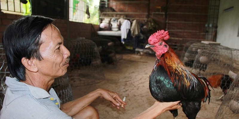 Trại gà cao lãnh Nguyễn Văn Bảy với kinh nghiệm chơi gà đá hơn 40 năm