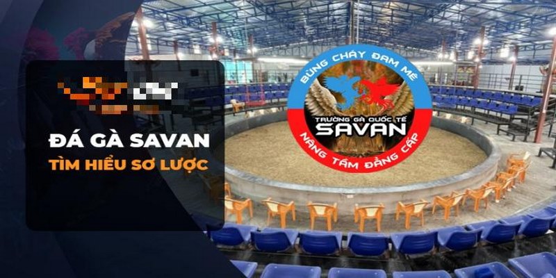 Trường gà Savan có diện tích rộng lớn, với hơn 100 loại gà