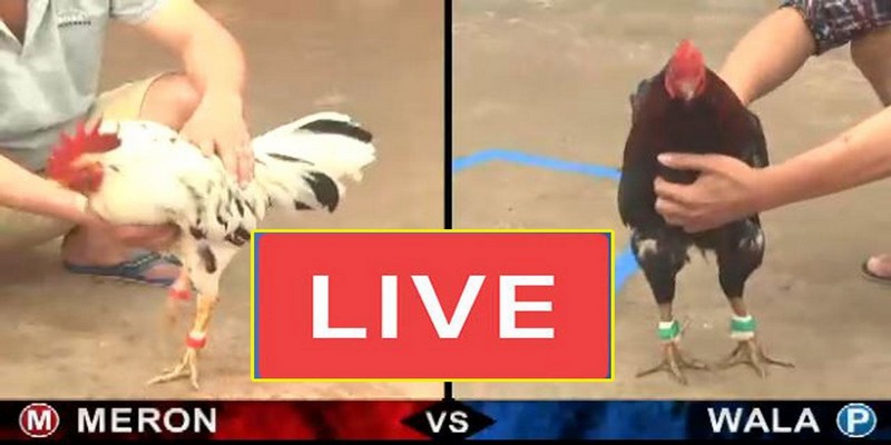 Nhà cái sử dụng công nghệ tiên tiến để truyền tải video đến người chơi